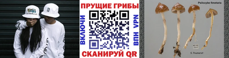 Псилоцибиновые грибы Cubensis  darknet Telegram  Калачинск 